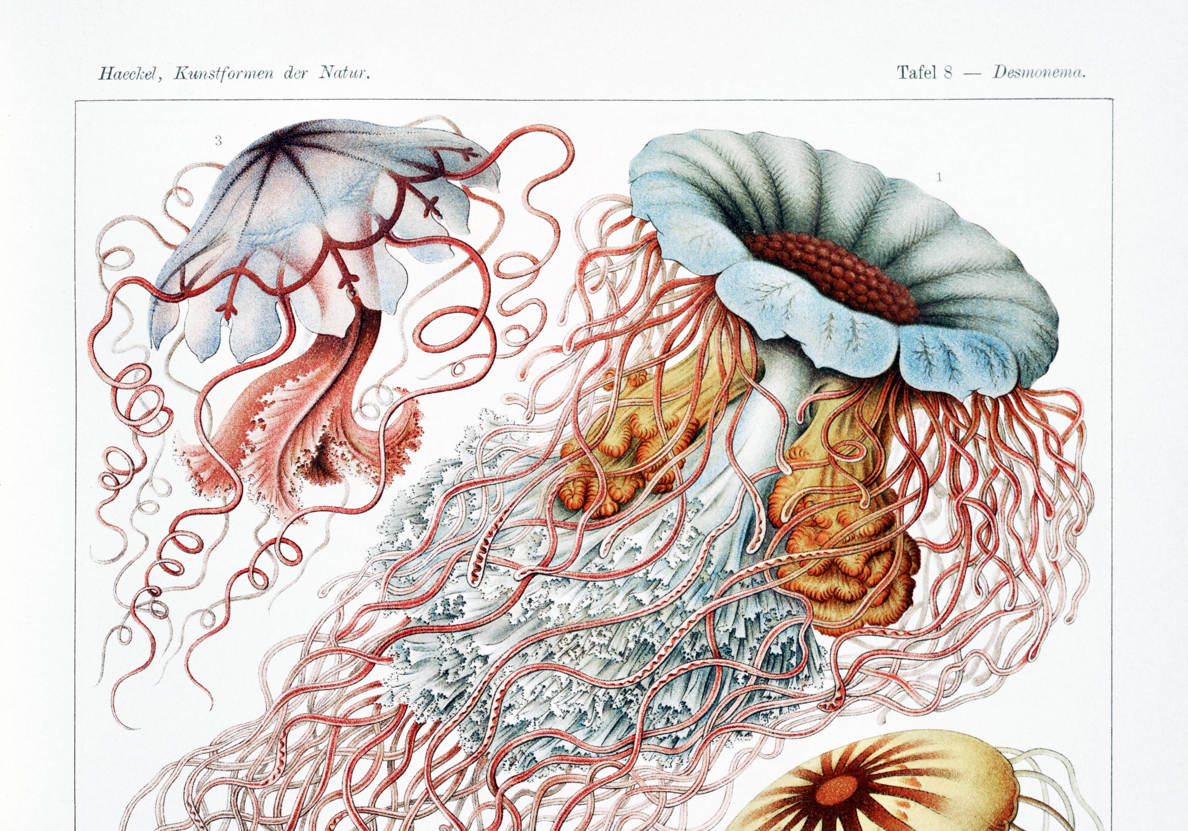 Poster on disc jellyfish, based on an old lithograph from 1904.