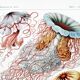 Poster on disc jellyfish, based on an old lithograph from 1904.