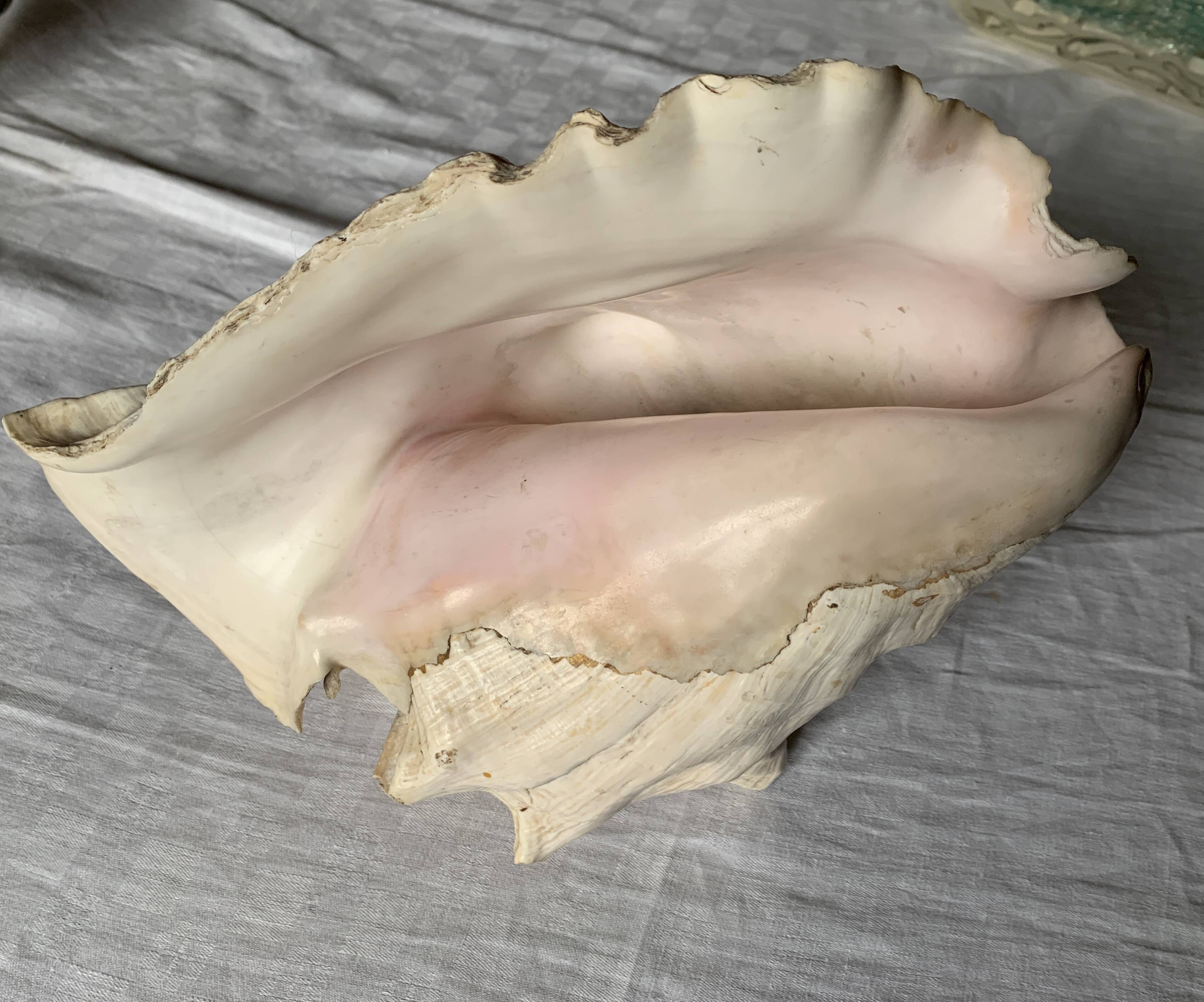 Coquillage de mer