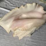 Sea shell
