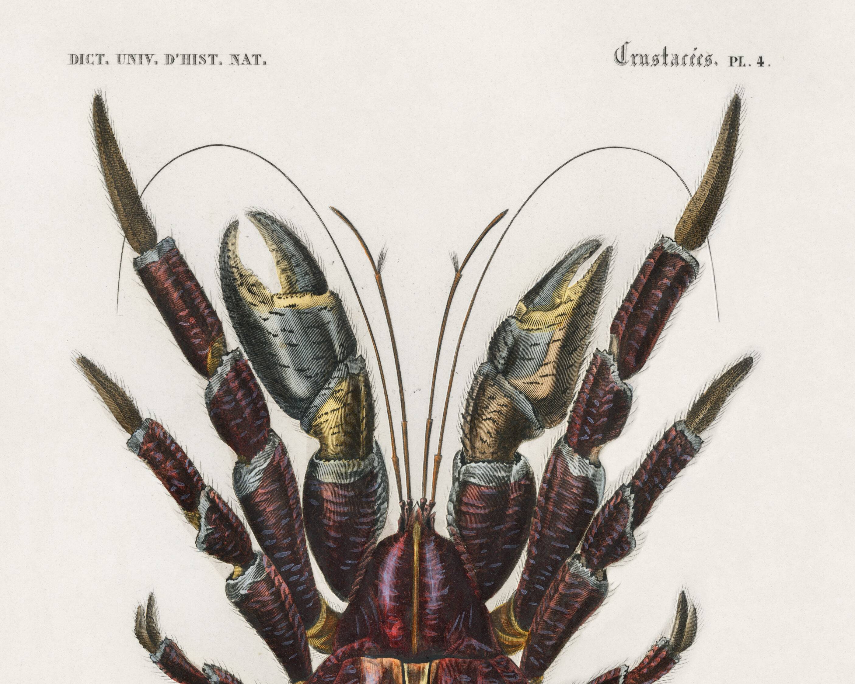 Poster about the Coconut Crab, based on an old engraving from 1849.