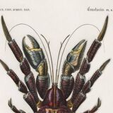 Poster about the Coconut Crab, based on an old engraving from 1849.