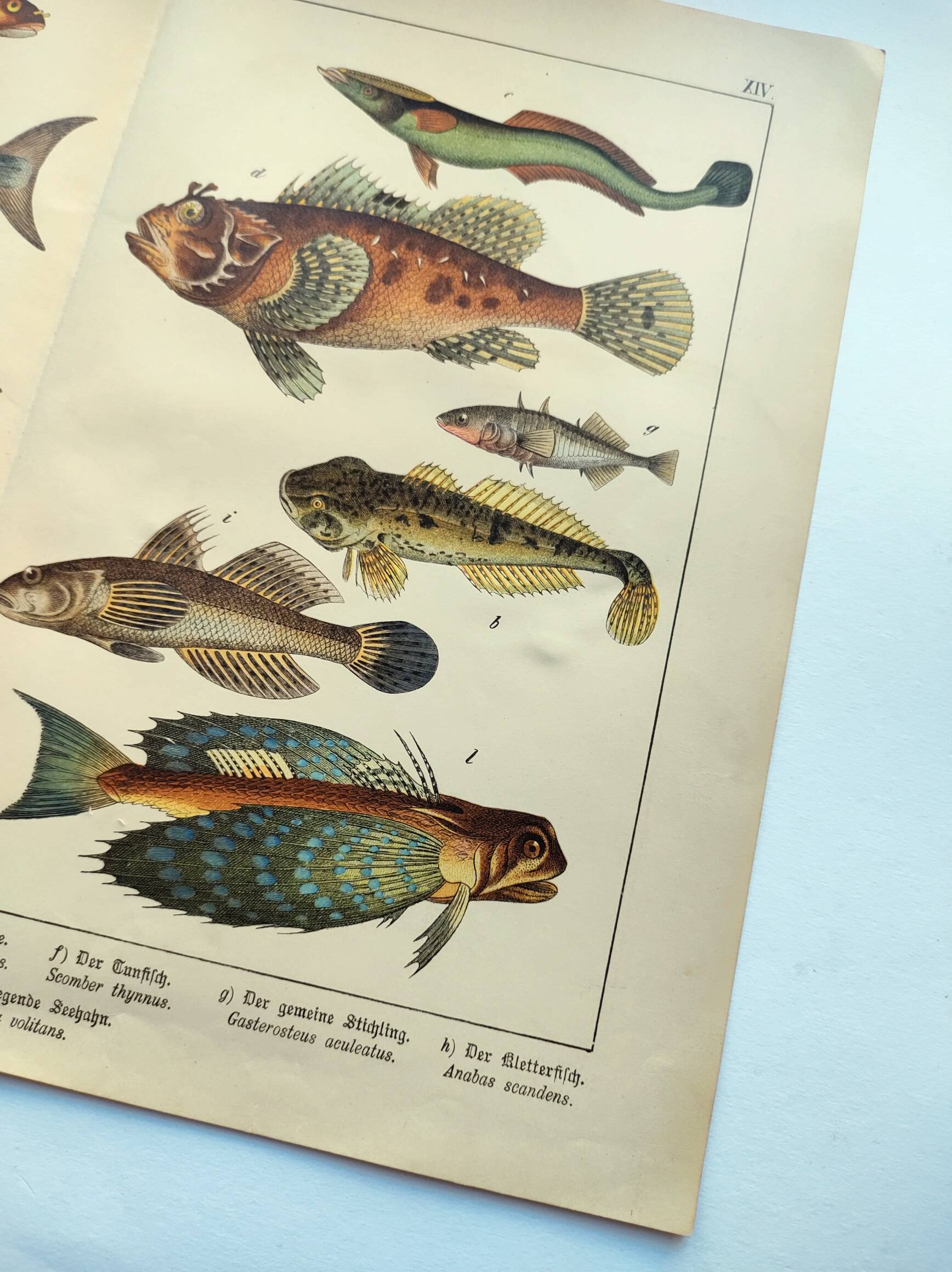 1898 Engraving - Fish - Tuna and Mackerel - Large Vintage Lithograph