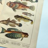 1898 Engraving - Fish - Tuna and Mackerel - Large Vintage Lithograph