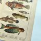 1898 Engraving - Fish - Tuna and Mackerel - Large Vintage Lithograph