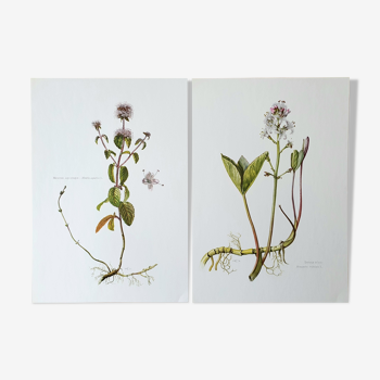 Duo of botanical plates