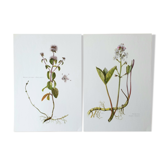 Duo of botanical plates