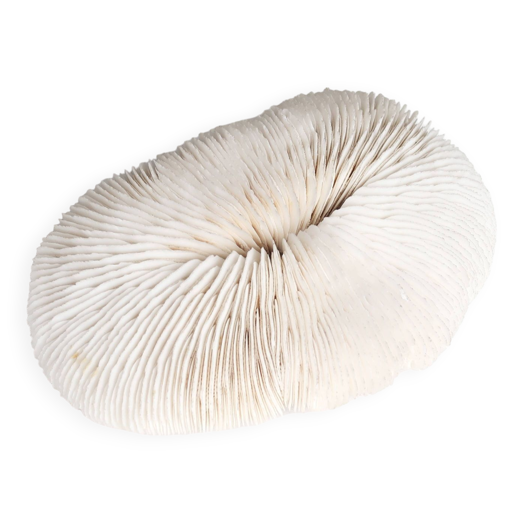 White coral, cabinet of curiosities, 70s