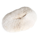 White coral, cabinet of curiosities, 70s