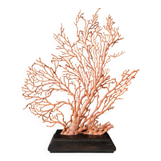 Grande Gorgone Rouge/Orange Socle en bois teinté. H : 32 cm