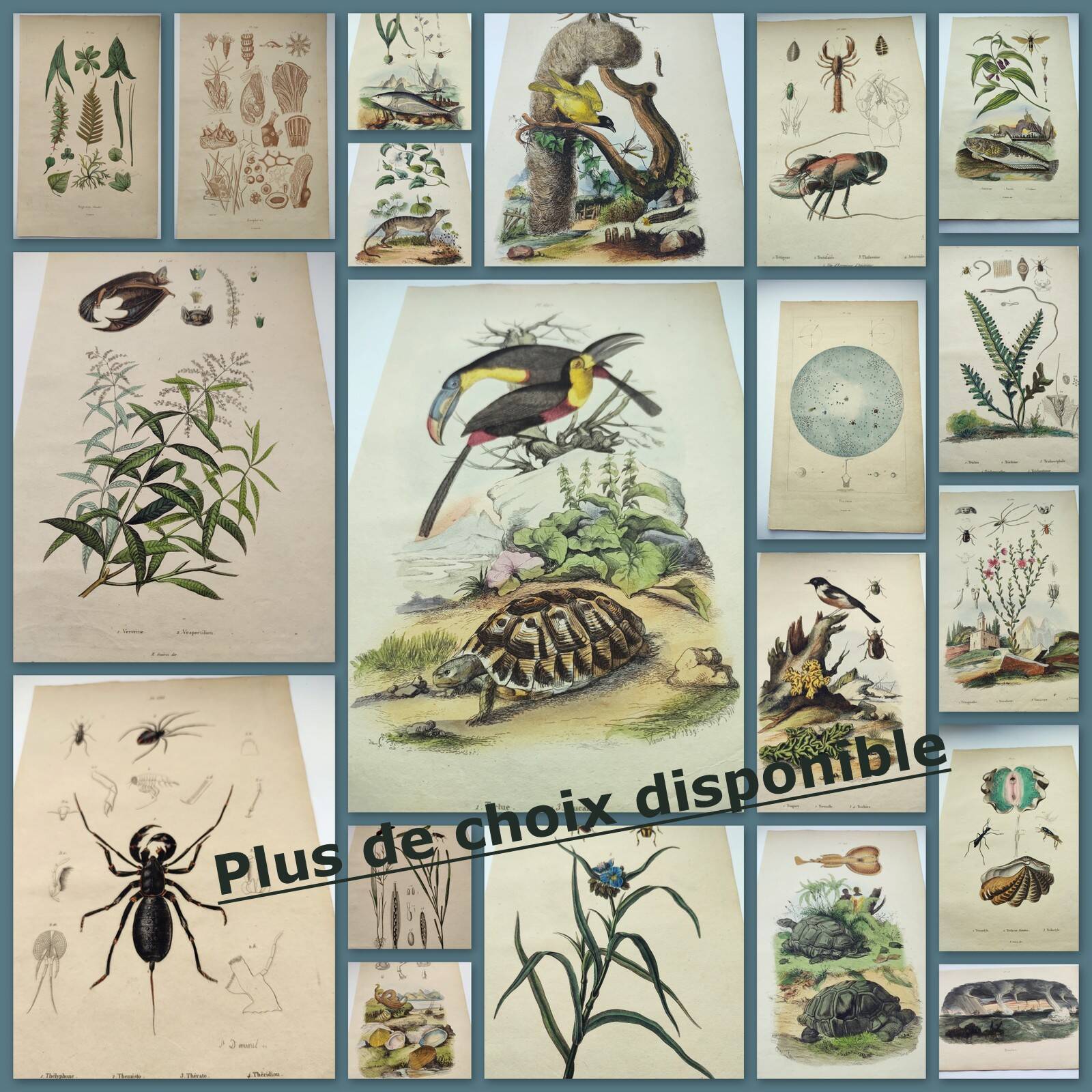 Gravure ancienne de 1838 -Oiseau Traquet - Planche coloriée à la main zoologique et botanique