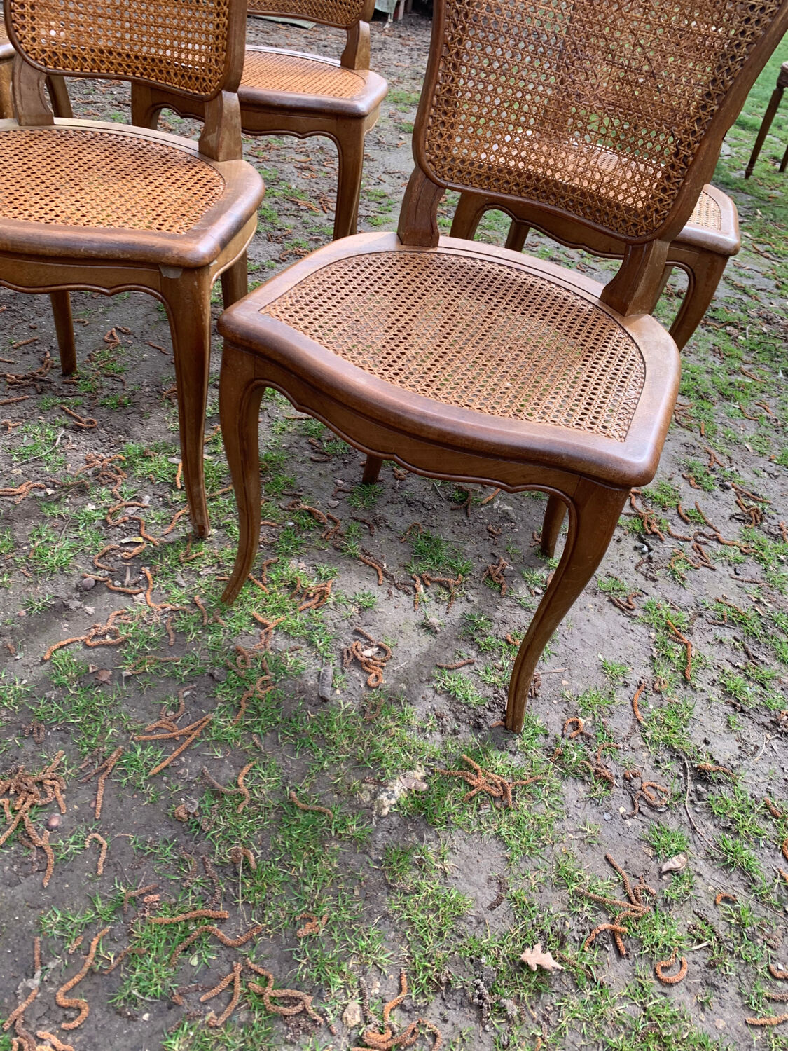 Lot de 6 chaises Louis Philippe cannées époque 19ème