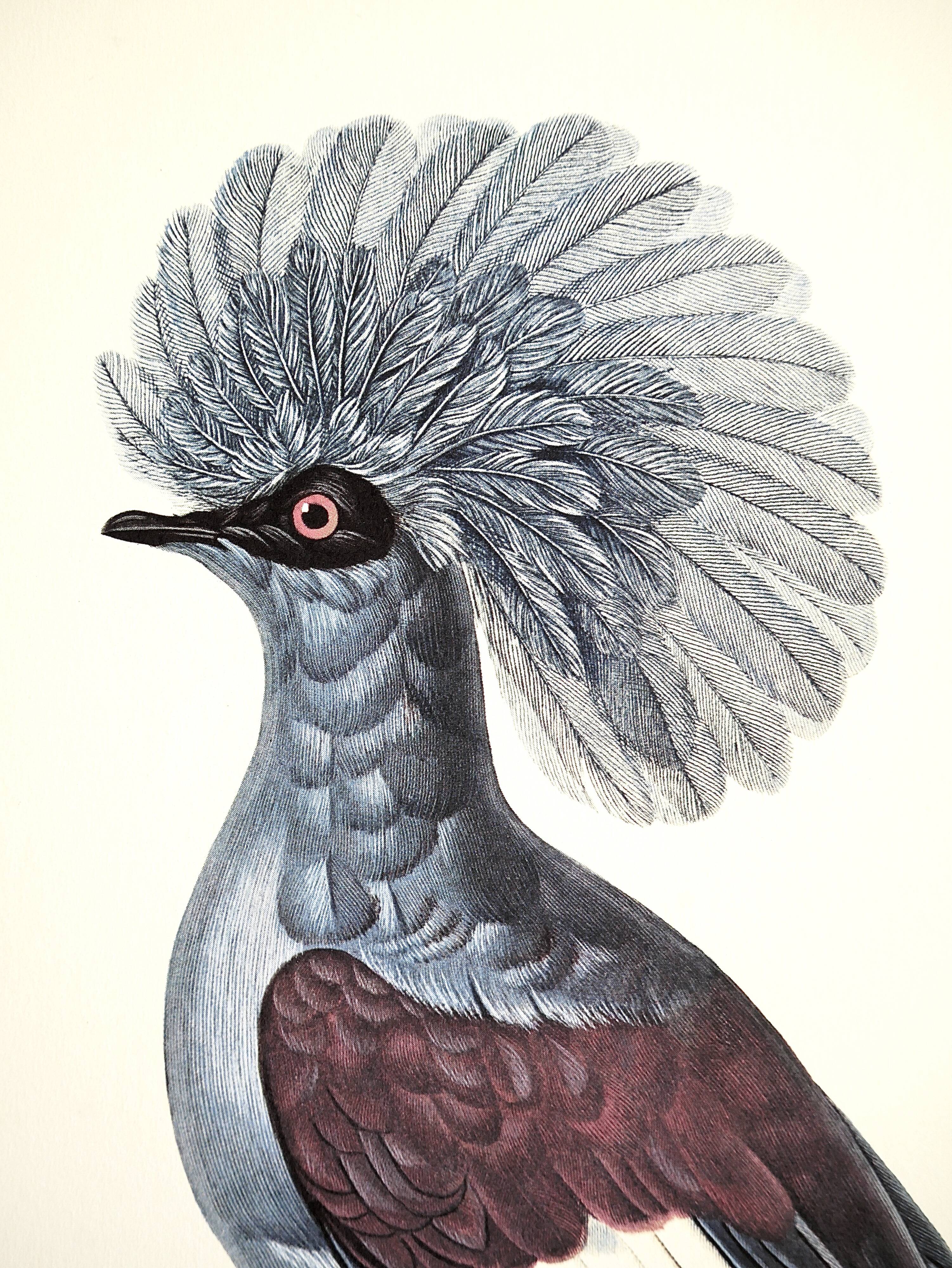 Ornithological board The Gourra crowned