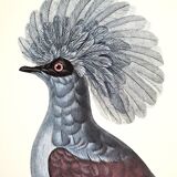 Ornithological board The Gourra crowned