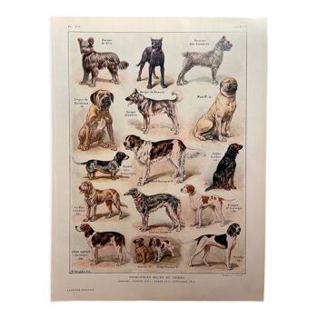 Lithographie sur les chiens - 1920