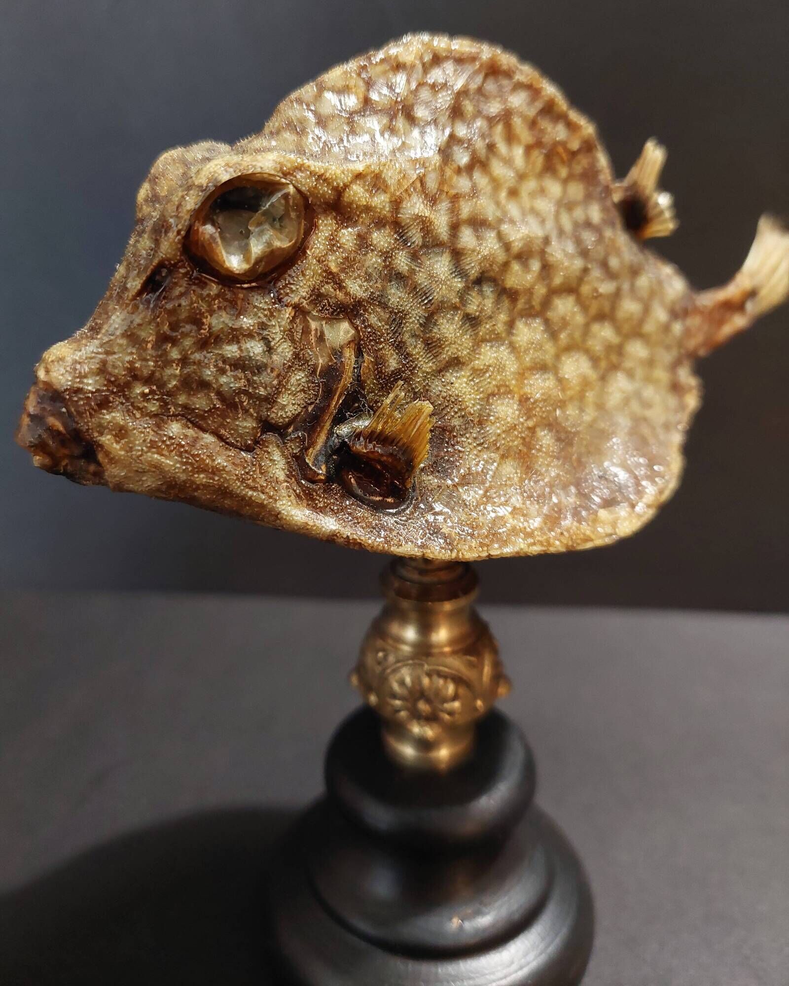 Cabinet of Curiosities naturalized fish tetrosomus concatenatus on base