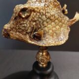 Cabinet of Curiosities naturalized fish tetrosomus concatenatus on base