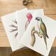 Plates of the bestiary from the Natural History Museum, Mustached Parakeet.