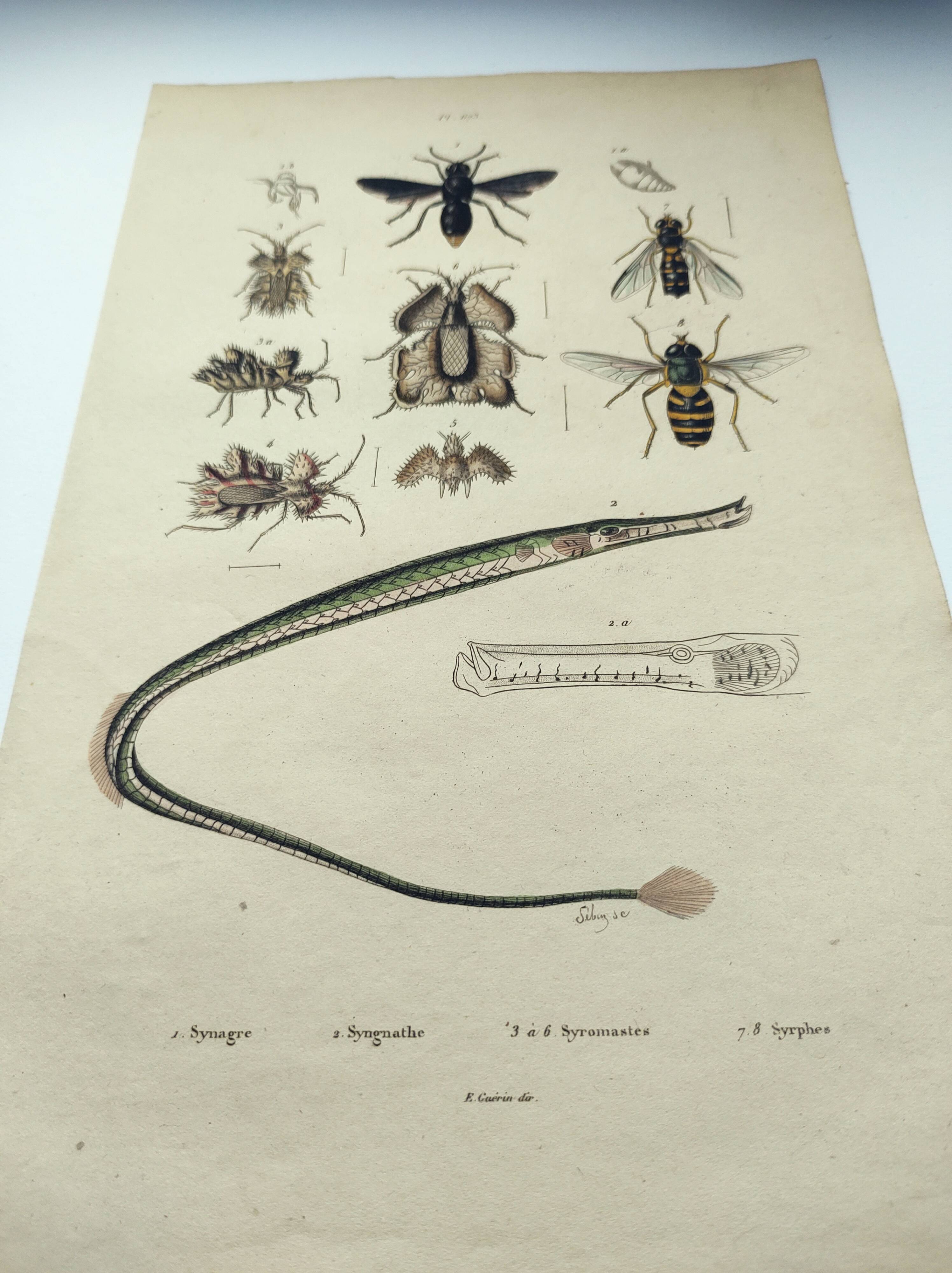 Gravure ancienne de 1838 -Syngnathe anguille- Planche coloriée à la main zoologique et abeille