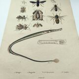 Old engraving from 1838 - Eel pipefish - Zoological and bee hand-colored board