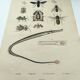 Gravure ancienne de 1838 -Syngnathe anguille- Planche coloriée à la main zoologique et abeille