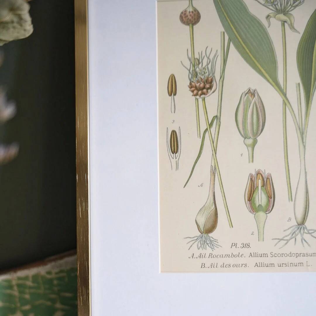 Botany under frame Wild garlic