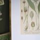 Botany under frame Wild garlic