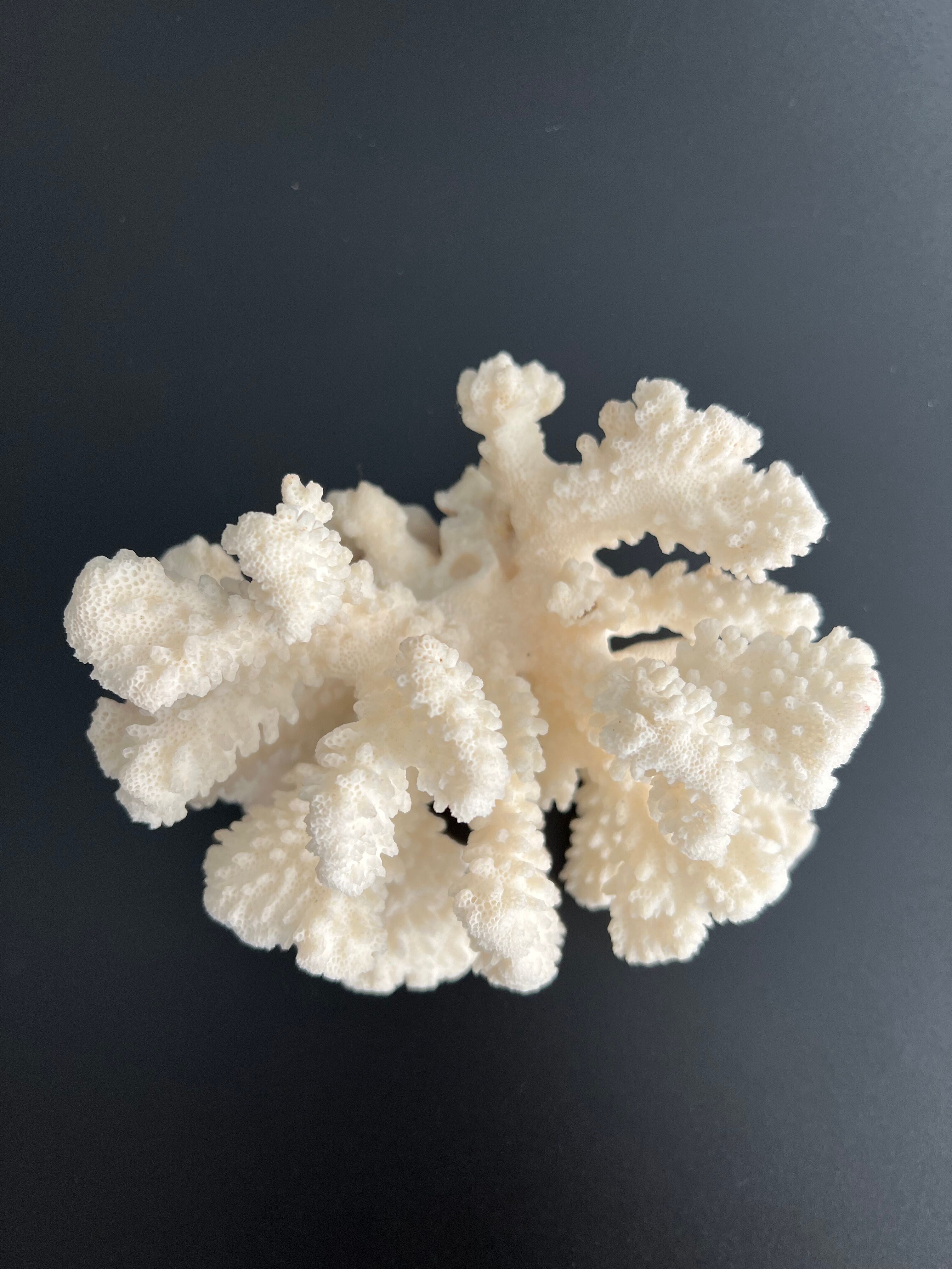 White coral vintage cabinet of curiosity