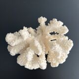 White coral vintage cabinet of curiosity