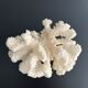 White coral vintage cabinet of curiosity