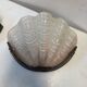 Pair of shell wall lights Art Deco 1930