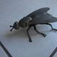 Cendrier mouche grand modèle.