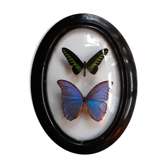 Butterflies naturalized framework Napoleon III / morpho / rajahbrooke