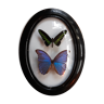 Butterflies naturalized framework Napoleon III / morpho / rajahbrooke