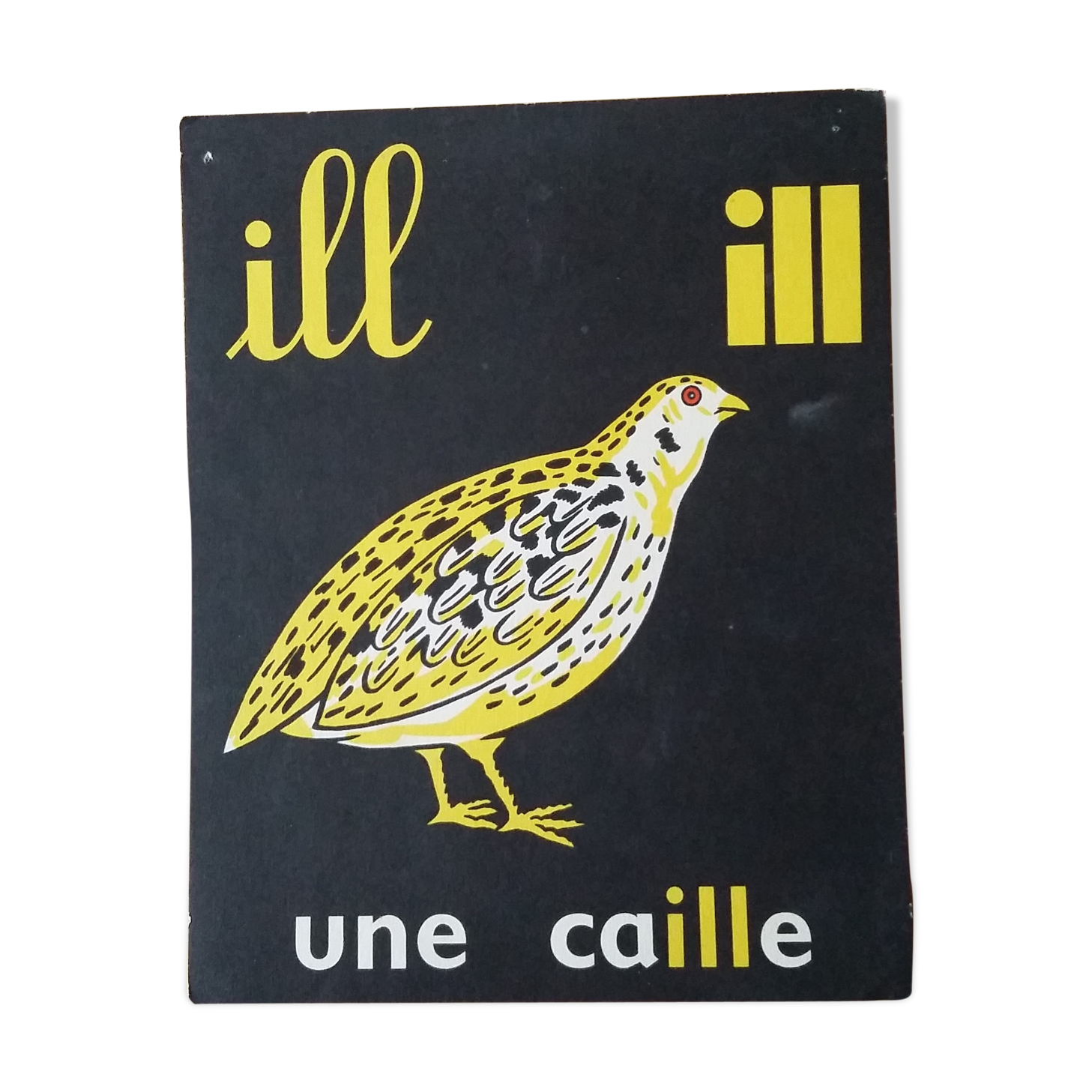 Quail, reading image