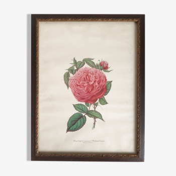 Lithograph old hybrid rose