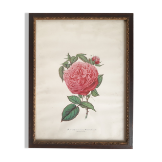 Lithograph old hybrid rose