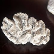 Corail ancien