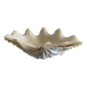 Holy water clam shell - 20x12x4cm - natural - 550g