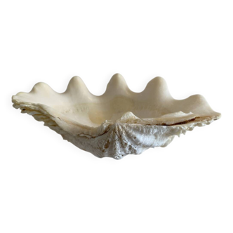 Holy water clam shell - 20x12x4cm - natural - 550g