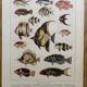 Set of 3 illustrated boards Xx - Reserved