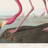 Poster about the flamingo, based on an old engraving from 1827.
