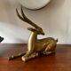 Gazelle laiton