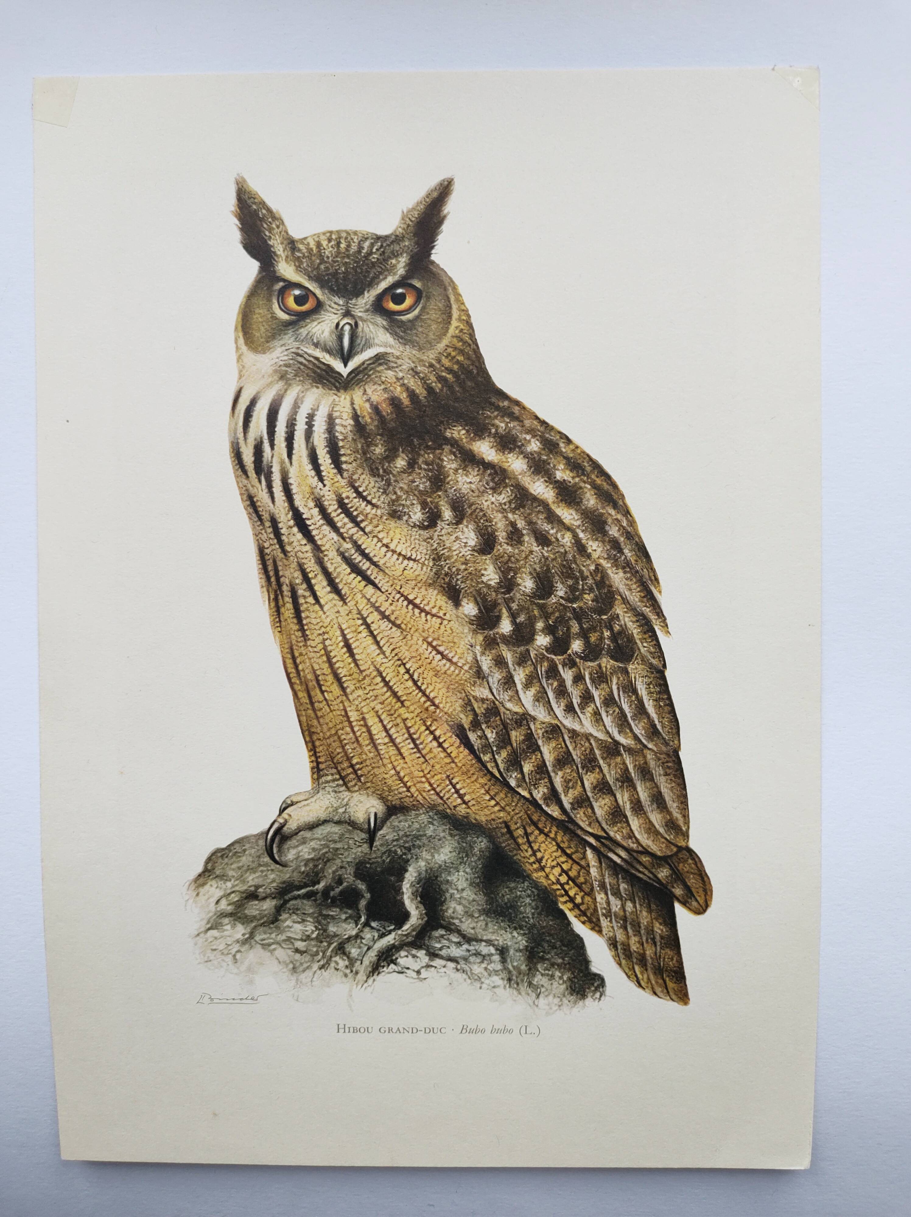 Old bird board 1960s - Eagle Owl - Natural history illustration