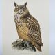 Old bird board 1960s - Eagle Owl - Natural history illustration
