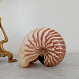 Nautilus shell