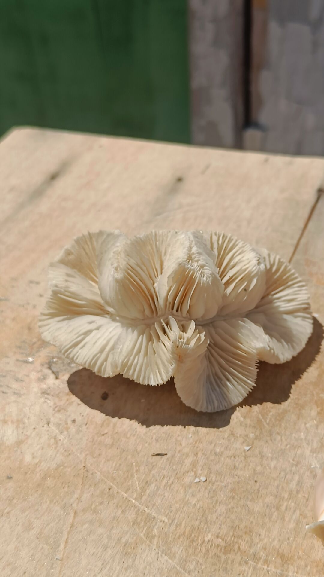 Coral and shells