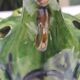 Rooster picflowers in glazed earth pottery of Annecy Saint-Jorioz 1960