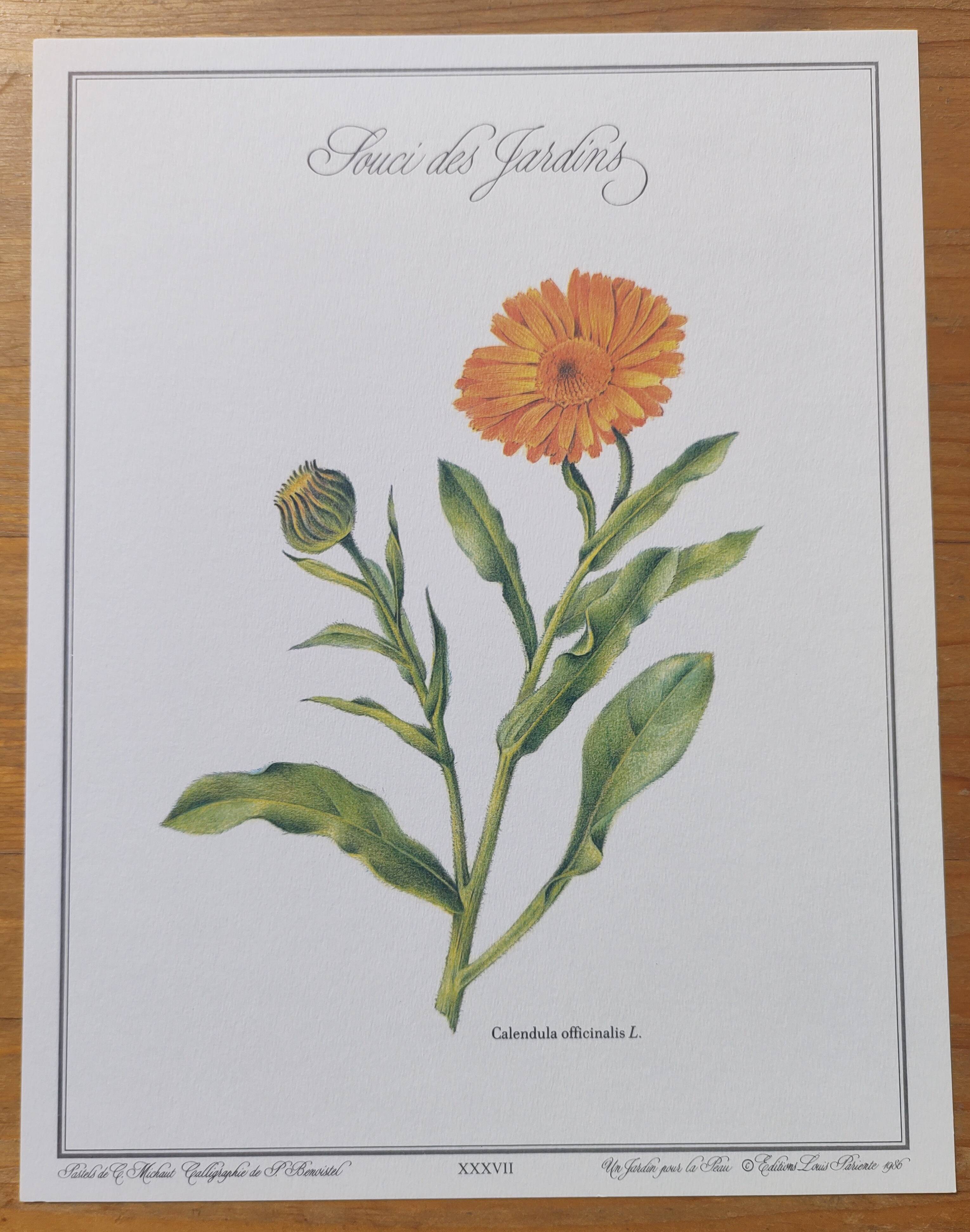 Botanical board -Garden Marigold- Pastel illustration of medicinal plants and flowers