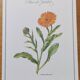 Botanical board -Garden Marigold- Pastel illustration of medicinal plants and flowers